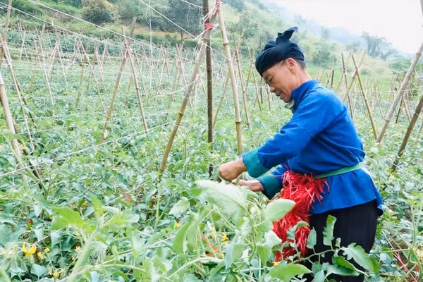 Người dân vùng cao có thu nhập ổn định nhờ nông sản sạch. (Ảnh: Vũ Mừng)