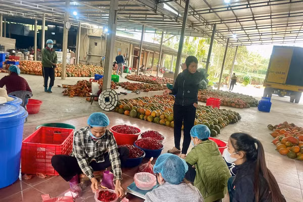 HTX Chung Tín của anh Đoàn Văn Chung tạo việc làm thường xuyên cho 7 lao động với mức lương ổn định 8 triệu đồng/tháng. 