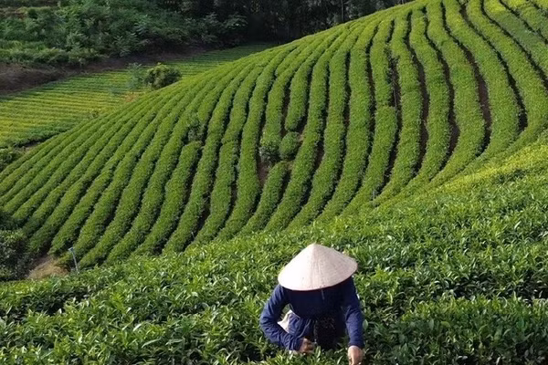 Người dân xã Tân Trào thu hái chè