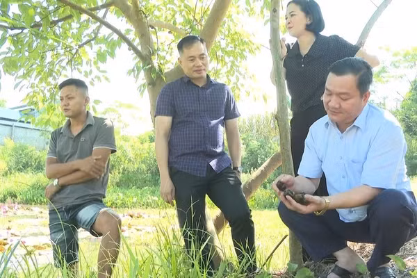 Lãnh đạo xã Vị Xuyên thăm mô hình nuôi ốc nhồi tại địa phương.