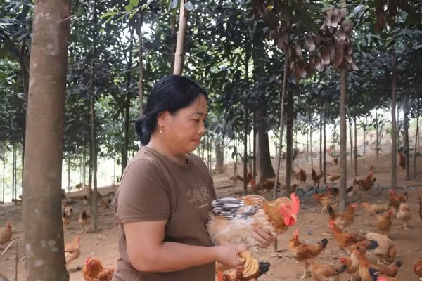 Mô hình kinh tế mới mang lại hiệu quả kinh tế của chị Hứa Thị Tiêu.