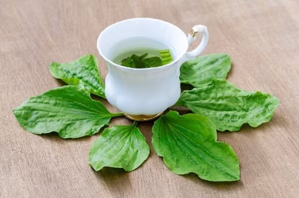 Rau mã đề là một loại thảo dược vị ngọt, tính lạnh cây mang lại nhiều lợi ích đối với sức khỏe, đặc biệt là bình can mát gan, thanh nhiệt, lợi tiểu. Những loại rau làm mát gan, thải độc tố nên ăn hàng ngày