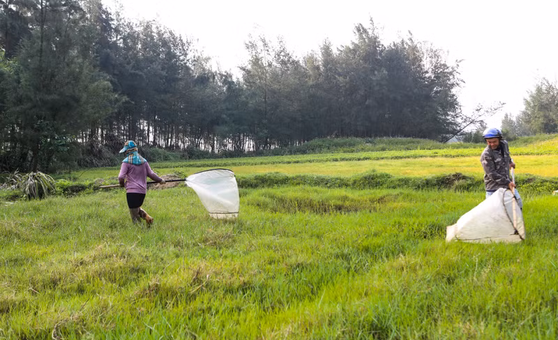 Những ngày này, cứ vào tờ mờ sáng, vợ chồng anh Bùi Văn Tôn (31 tuổi) và Lê Thị Huệ (29 tuổi, trú thị xã Hoàng Mai, Nghệ An) lại có mặt trên các cánh đồng ở Hà Tĩnh để săn châu chấu. Săn 'tôm bay' kiếm tiền triệu mỗi ngày