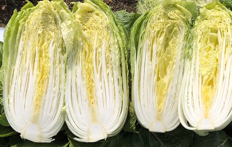 Cải thảo giúp củng cố sức khoẻ xương khớp, giảm nguy cơ gãy xương rất tốt bởi nó chứa một lượng lớn canxi và vitamin K. Những loại rau có tác dụng dưỡng xương hiệu quả bán nhiều ở chợ Việt