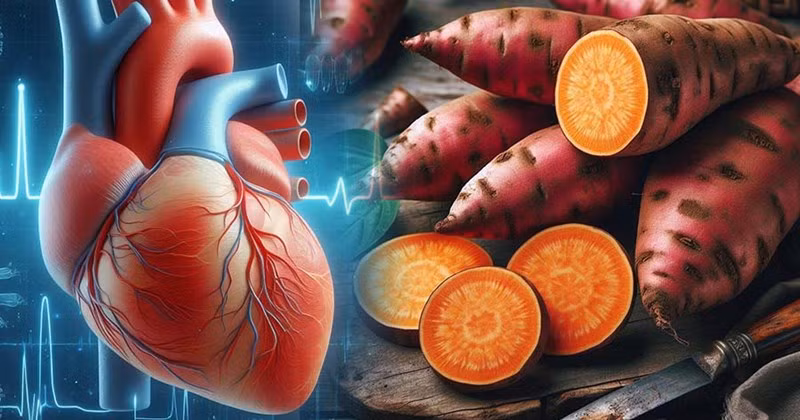 Bạn nên ăn khoai lang mỗi ngày nhằm làm giảm nguy cơ mắc bệnh tim mạch và ngăn ngừa bệnh huyết áp. Thực phẩm dễ mua cần bổ sung, giúp trái tim khoẻ mạnh ngày nắng nóng