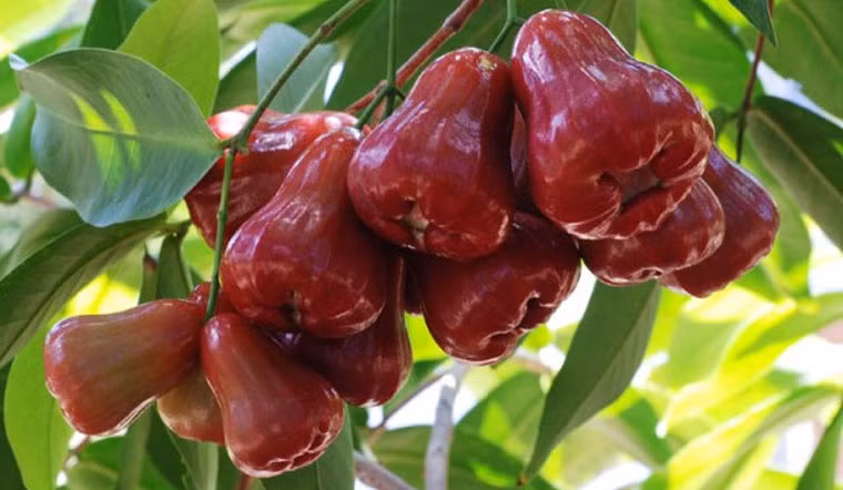 Mận là loại trái cây giàu sắt và axit folic, hai chất dinh dưỡng cần thiết cho quá trình tạo máu. Những loại quả là thần dược bổ máu, giàu sắt bán nhiều ở chợ Việt