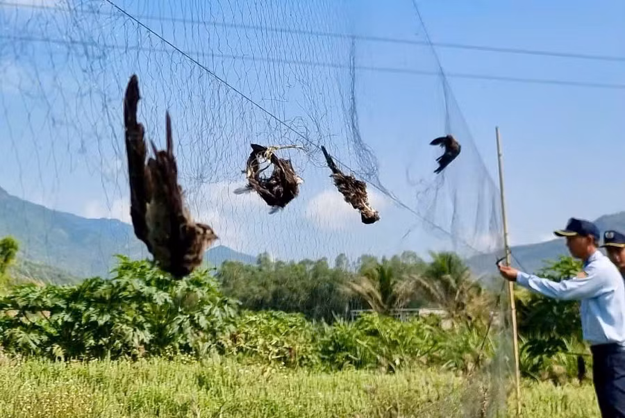Chim yến bị săn bắt trái phép.
