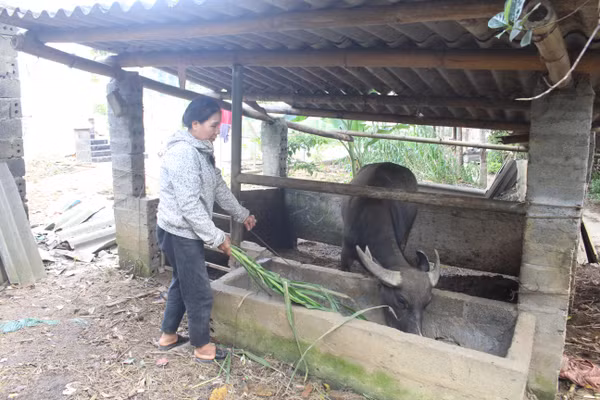 Mô hình chăn nuôi bò lai Sind, trâu cái sinh sản, dê lai sinh sản được duy trì, nhân rộng tại nhiều xóm trên địa bàn xã Yên Trạch.