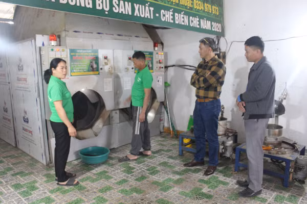 HTX chè Hải Yến được thành lập từ năm 2018 với 7 thành viên ban đầu.