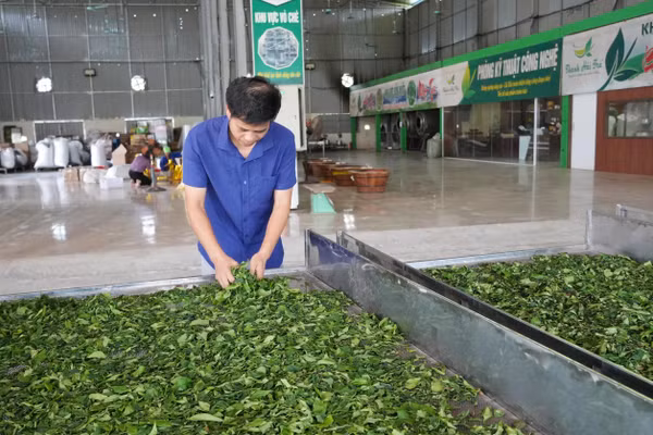 HTX duy trì việc làm thường xuyên cho 7 lao động và từ 12 đến 15 lao động thời vụ.