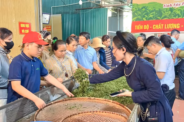 HTX Nông sản Phú Lương không chỉ tổ chức sản xuất, chế biến và tiêu thụ nông sản, HTX còn tích cực hướng dẫn kỹ thuật cho người dân.