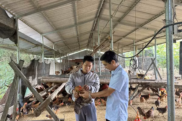 Ông Phạm Minh Phương, Phó Chủ tịch UBND xã Võ Nhai thăm mô hình chăn nuôi gà hướng thịt lông màu nhập nội.
