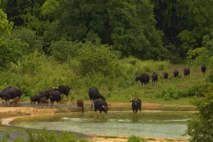 Vietnam Wild Live mùa 2 mang 'lớp học thiên nhiên' từ Cát Tiên đến mọi gia đình