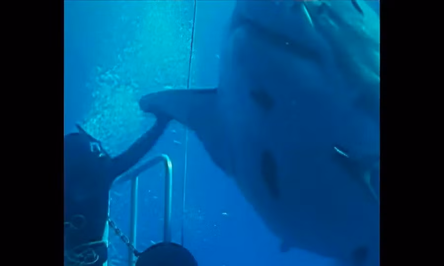 Cá mập trắng khổng lồ Deep Blue.