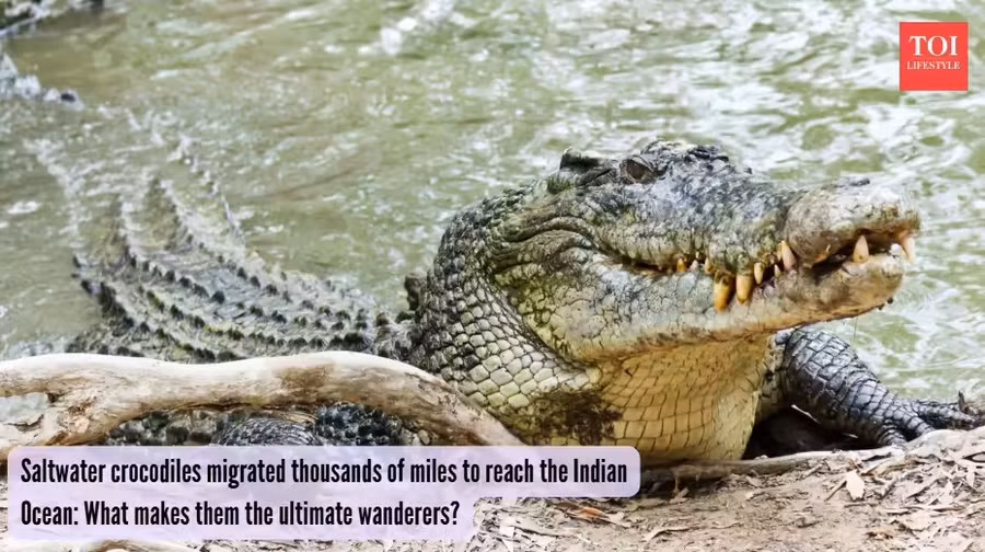 bi-an-ca-sau-nuoc-man-nang-ca-tan-vuot-dai-duong-roi-bien-mat.jpg