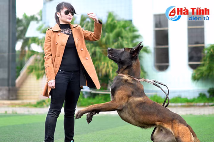 Mãn nhãn với "đòn đánh hiểm" của những chú chó bảo vệ