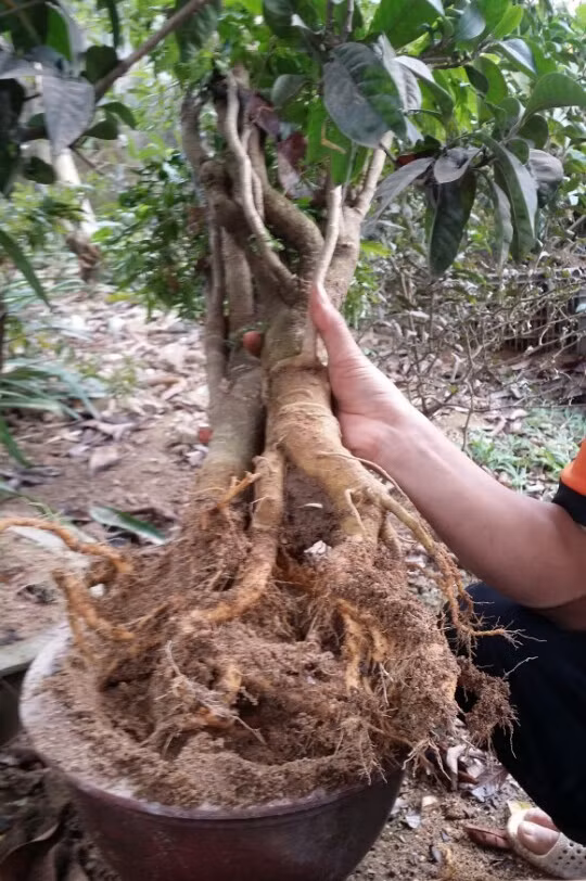  Tin vào lời đồn thổi chữa bách bệnh, nhiều người dân đào cây đinh lăng lấy rễ ngâm rượu uống. Ảnh: Cao Tuân 