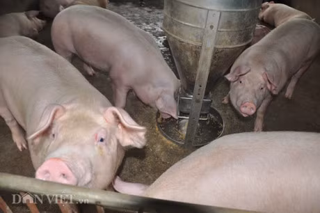 Trung Quoc bat dau mua lon tro lai, gia lon mien Bac tang 3.000d/kg - Anh 5