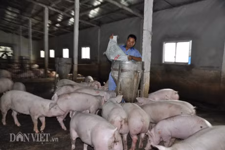 Trung Quoc bat dau mua lon tro lai, gia lon mien Bac tang 3.000d/kg - Anh 1