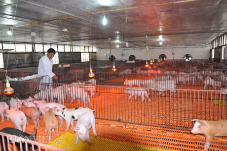 Trung Quoc bat dau mua lon tro lai, gia lon mien Bac tang 3.000d/kg - Anh 2