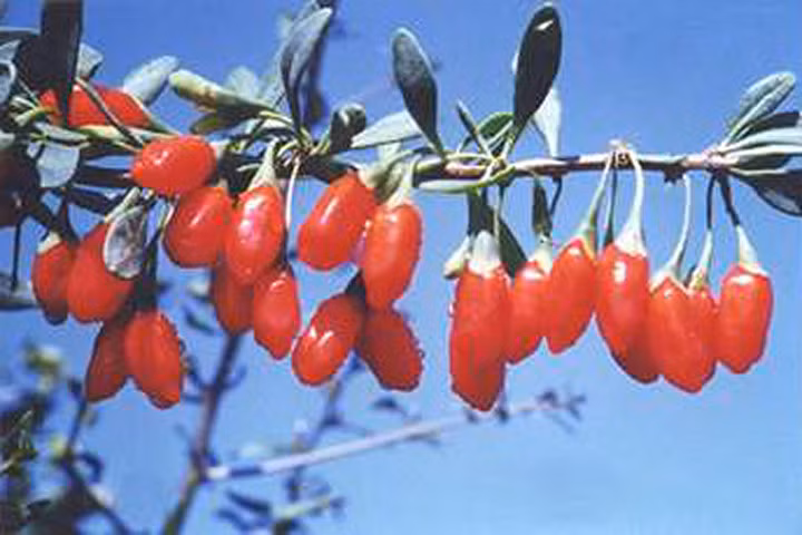 Câu kỷ tử