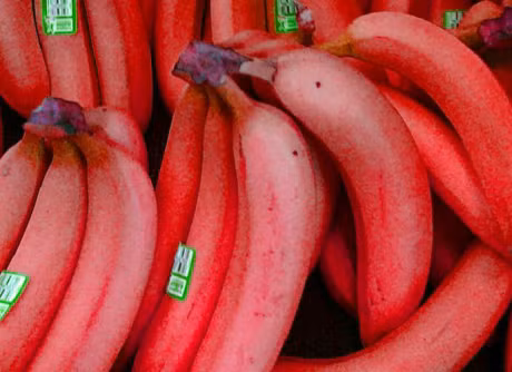 Chi em san mua chuoi do ruc sieu la gia 250.000 dong/kg - Anh 1