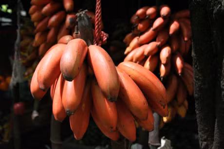 Chi em san mua chuoi do ruc sieu la gia 250.000 dong/kg - Anh 4