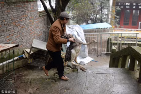 Am anh anh mat cua dong vat trong so thu hoang tan - Anh 10