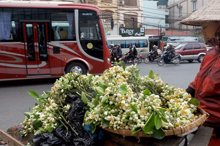 Nồng nàn hoa bưởi ngát hương phố Hà Nội