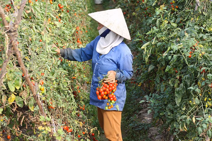 Nhiều ruộng cà chín rực nhưng không có người tiêu thụ
