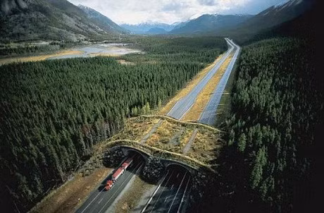 Cầu Sinh vật, công viên quốc gia Banff, Canada:&nbsp;