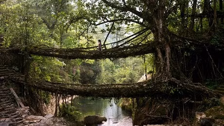 Cầu treo ở làng Cherrapunji, bang Meghalaya, Ấn Độ:&nbsp;