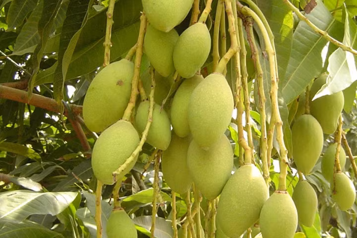 Quả xoài chữa bách bệnh