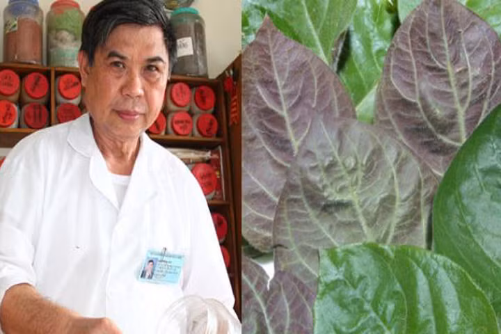 Lá mơ lông, vị thuốc quý trong trị bệnh dạ dày, đường tiêu hóa