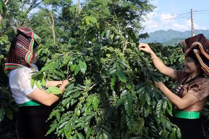 Mường Ảng khơi dậy sức sống mới từ chính sách dân tộc