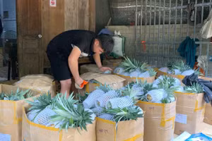 Người dân bảo quản, chuẩn bị vận chuyển dứa đi tiêu thụ.
