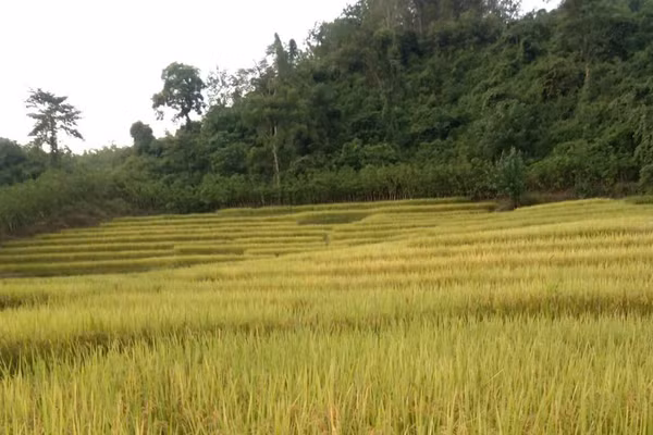 Cánh đồng Mường Toong.