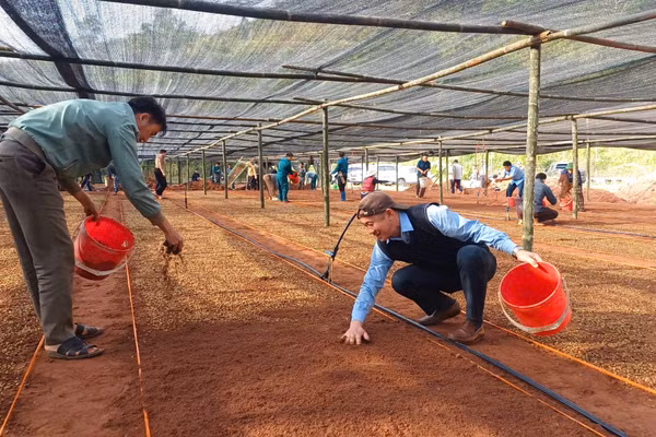 Cán bộ, đảng viên và nhân dân xã Mường Chà xuống giống ươm 600 kg hạt giống cây cà phê nhằm chuẩn bị nguồn giống phục vụ trồng mới trong năm 2026.