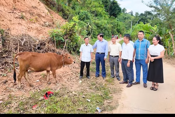 Trao bò giống hỗ trợ cho gia đình có hoàn cảnh khó khăn trên địa bàn xã Mường Tùng.