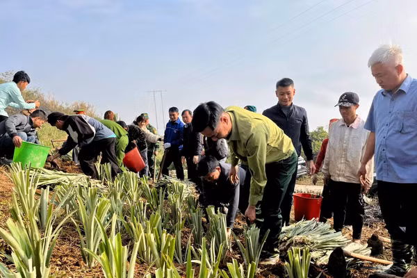 Cán bộ, đảng viên và nhân dân xã Mường Pồn tham gia Lễ phát động triển khai trồng dứa thực hiện các dự án hỗ trợ phát triển sản xuất thuộc Chương trình mục tiêu quốc gia năm 2025 trên địa bàn xã.