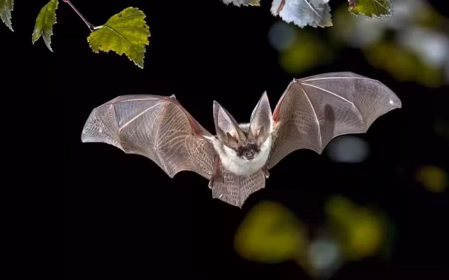 Virus Nipah lây truyền từ động vật (như dơi, lợn) sang người. (Ảnh minh họa)