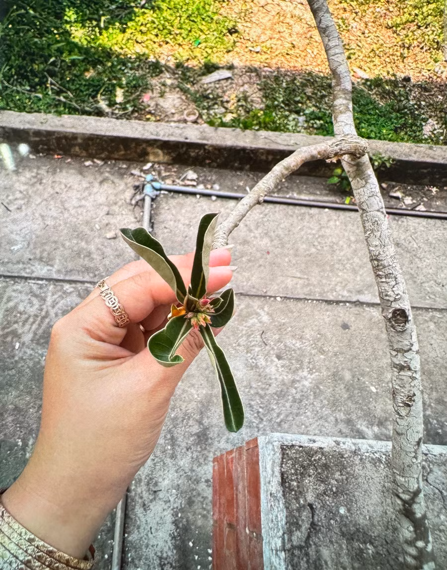 hinh-anh-cay-hoa-su-cac-benh-nhi-da-an.jpg