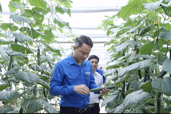 Phát huy đội ngũ trí thức trẻ, kỹ sư trẻ hỗ trợ sản xuất