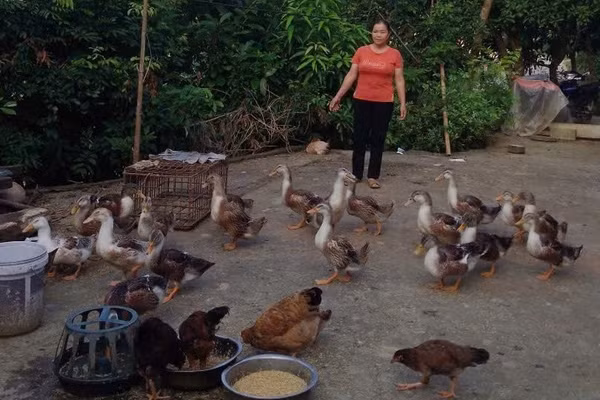 Chị Nguyễn Kim Đậm đã thay đổi tư duy chăn nuôi khi tham gia lớp học chăn nuôi của Trung tâm GDNN-GDTX, Tin học và Ngoại ngữ tỉnh Lạng Sơn. Ảnh NVCC.