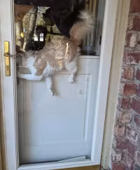 chum-anh-dong-vat-bi-mac-ket-hai-huoc-044.jpg