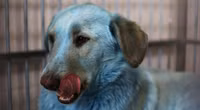 su-that-bat-ngo-phia-sau-dan-cho-xanh-bi-an-o-chernobyl-8.jpg