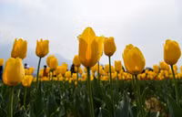 chum-anh-vuon-hoa-tulip-lon-nhat-chau-a-mo-cua-don-du-khach-7.jpg