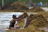 chum-anh-rong-bien-tran-ngap-bai-bien-caribe-05.jpg