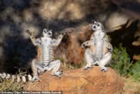 chum-anh-giai-thuong-nhiep-anh-nikon-comedy-wildlife-05-05.jpg