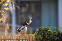 chum-anh-giai-thuong-nhiep-anh-nikon-comedy-wildlife-05-013.jpg